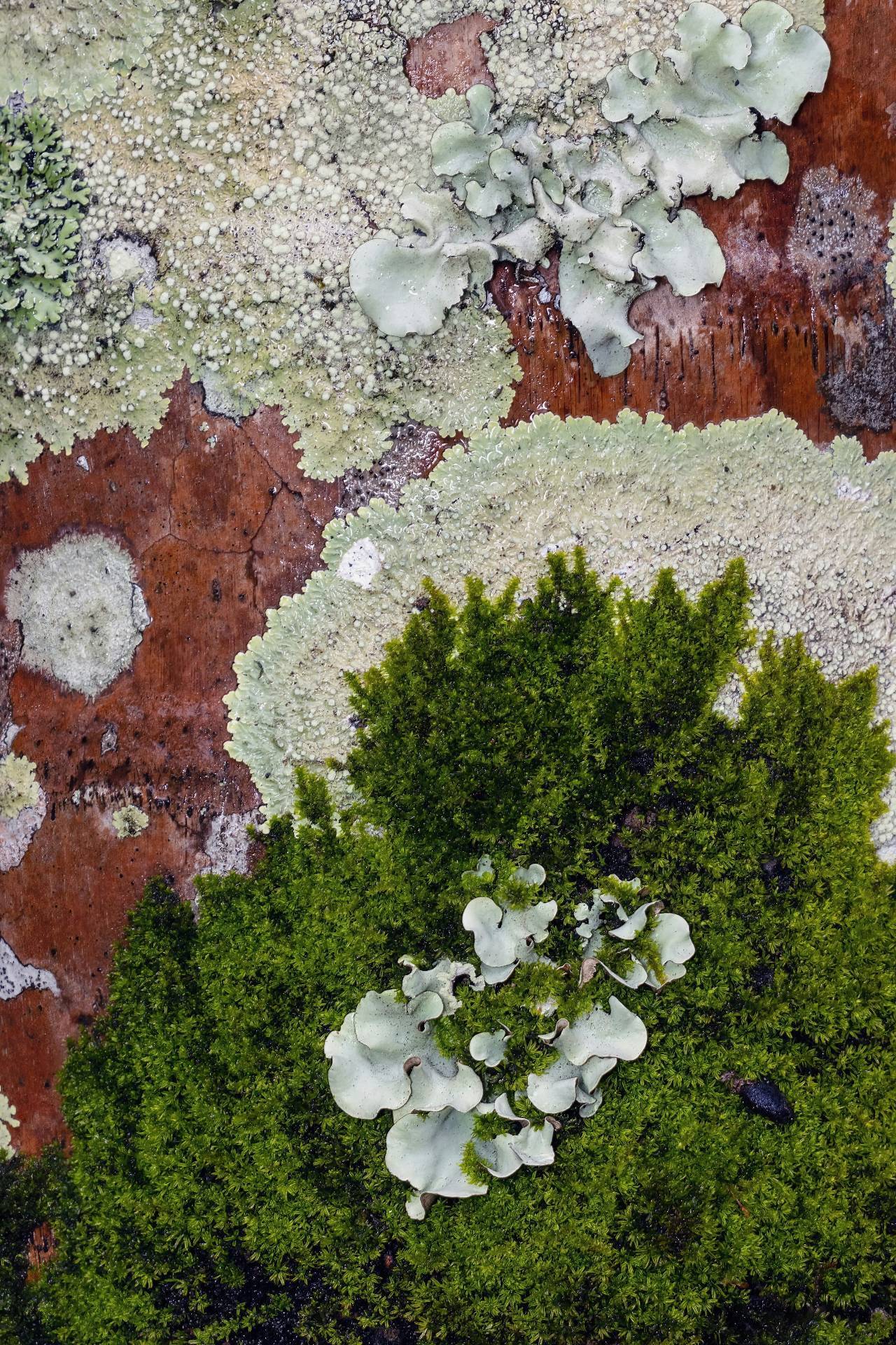 david-clode-w-W8SPkyO4Q-unsplash-compressed