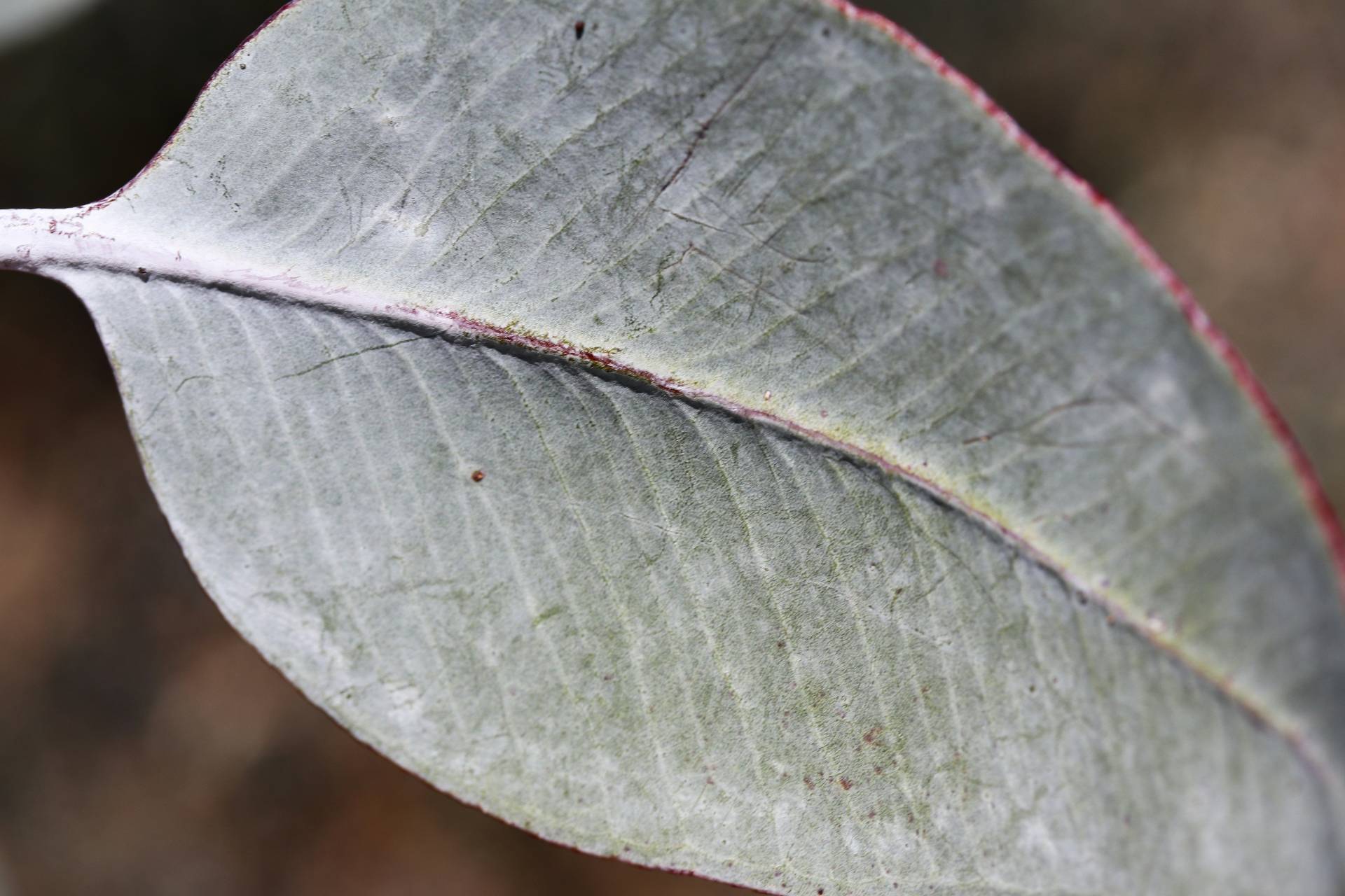 megan-clark-VW4A5t4p_60-unsplash-compressed