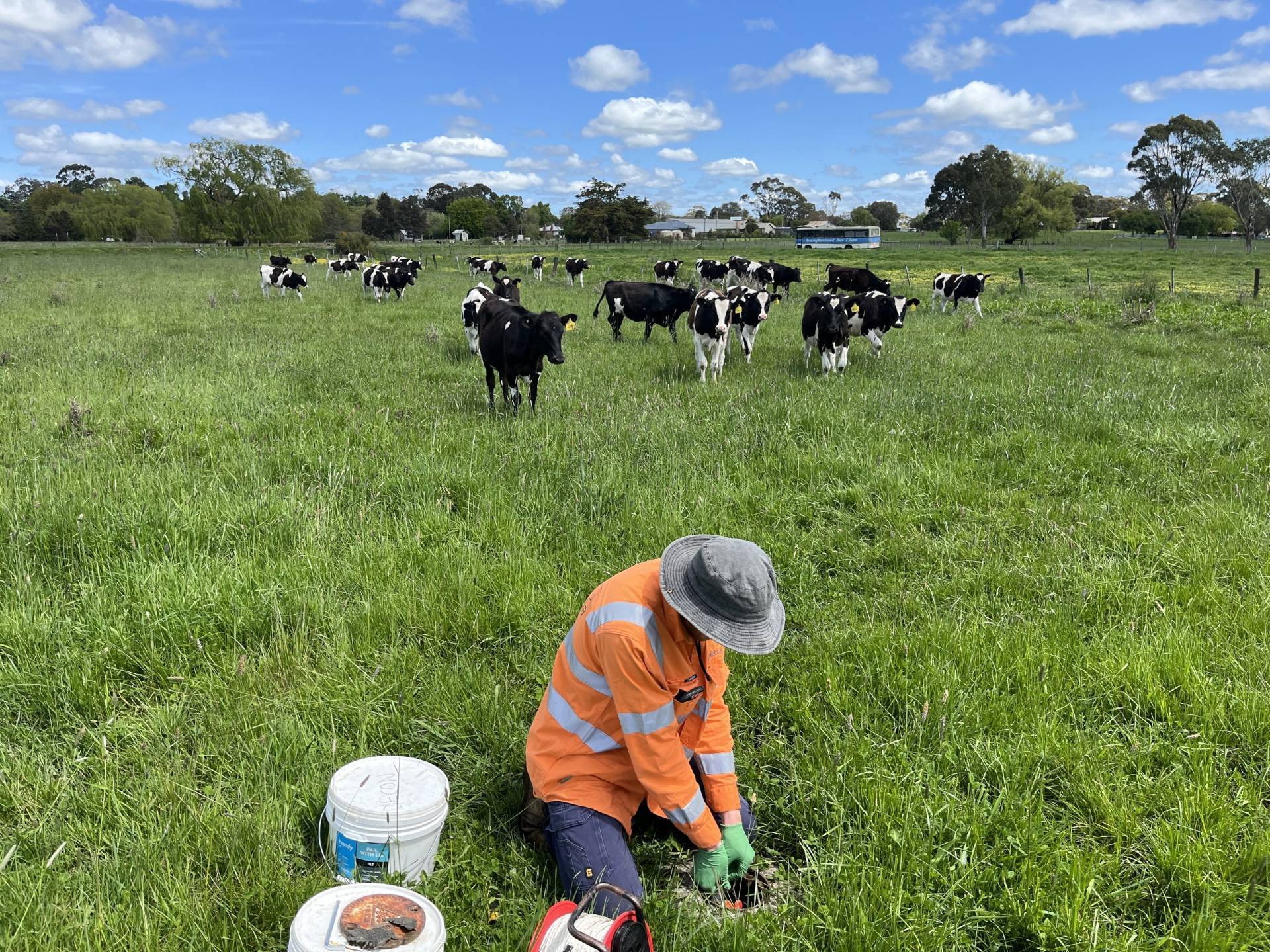 cows-compressed
